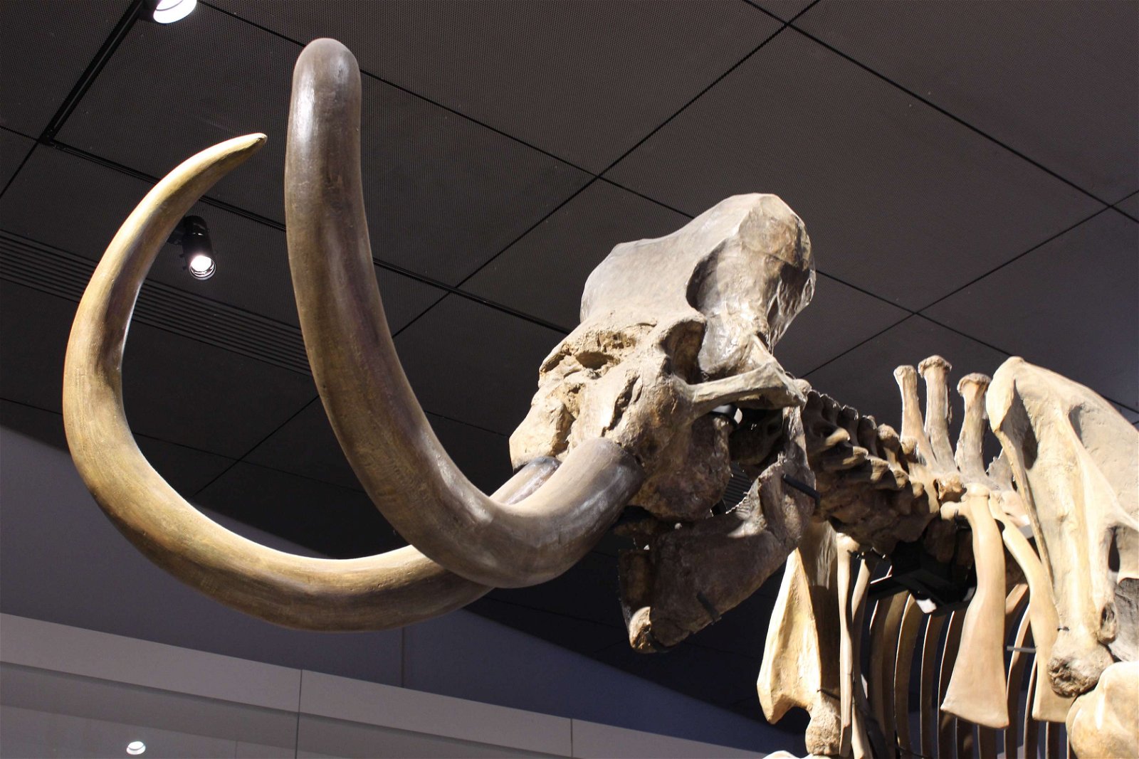 Musée des Confluences