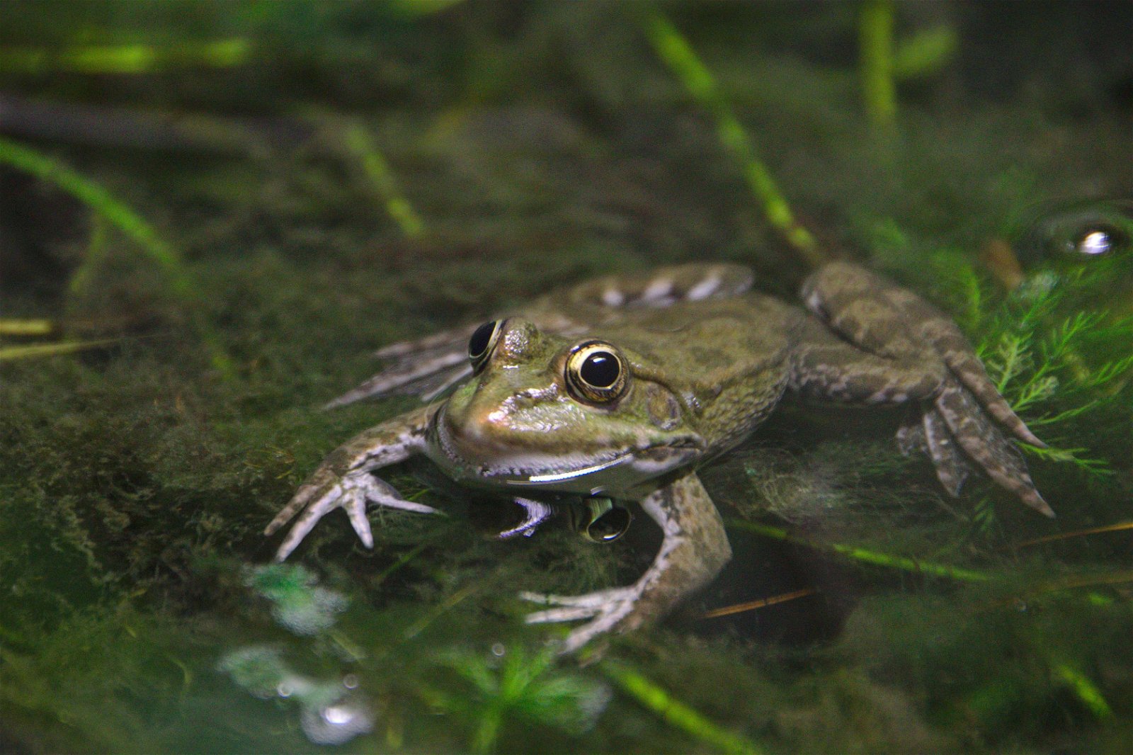 Parc zoologique de Paris