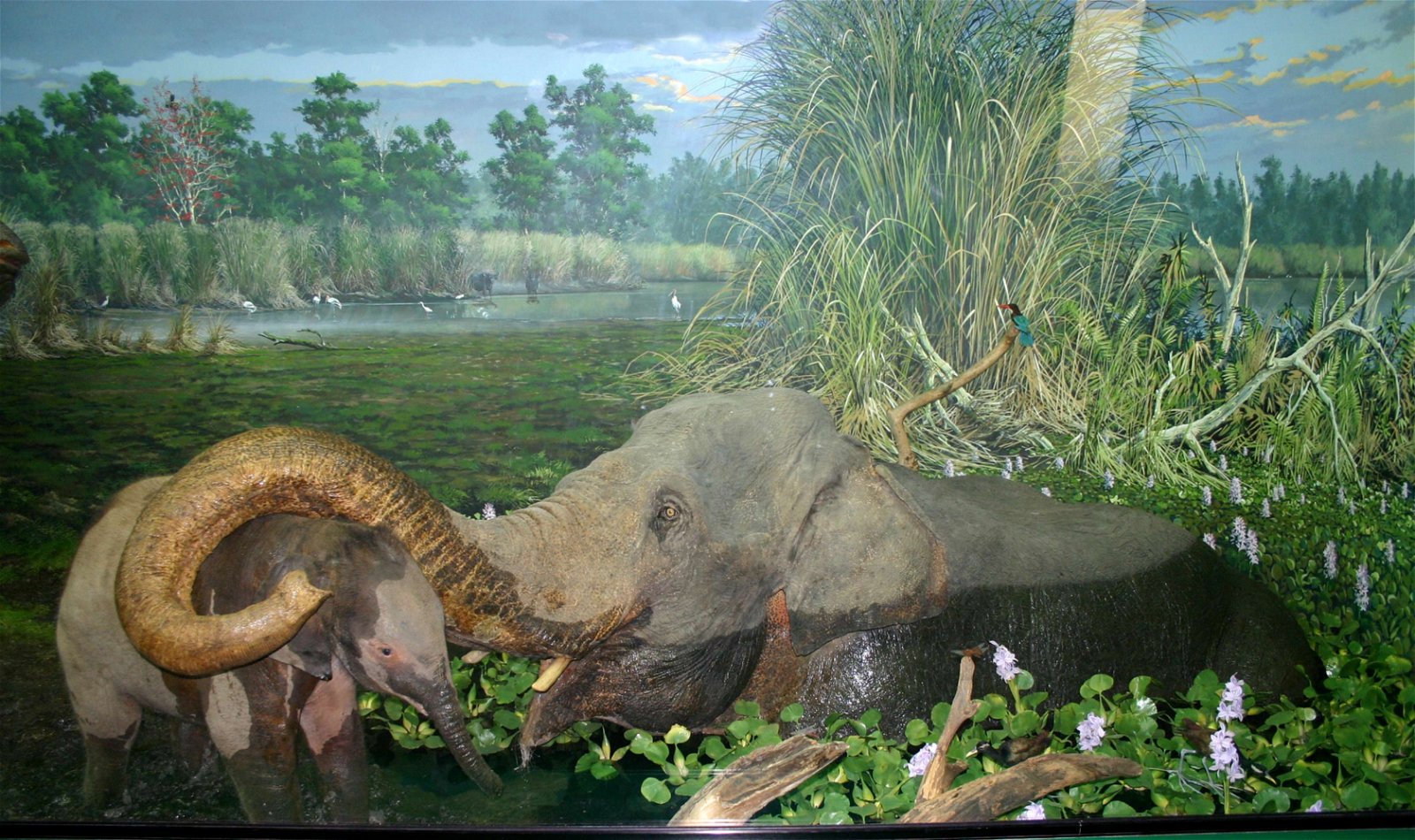 Museum of Natural History