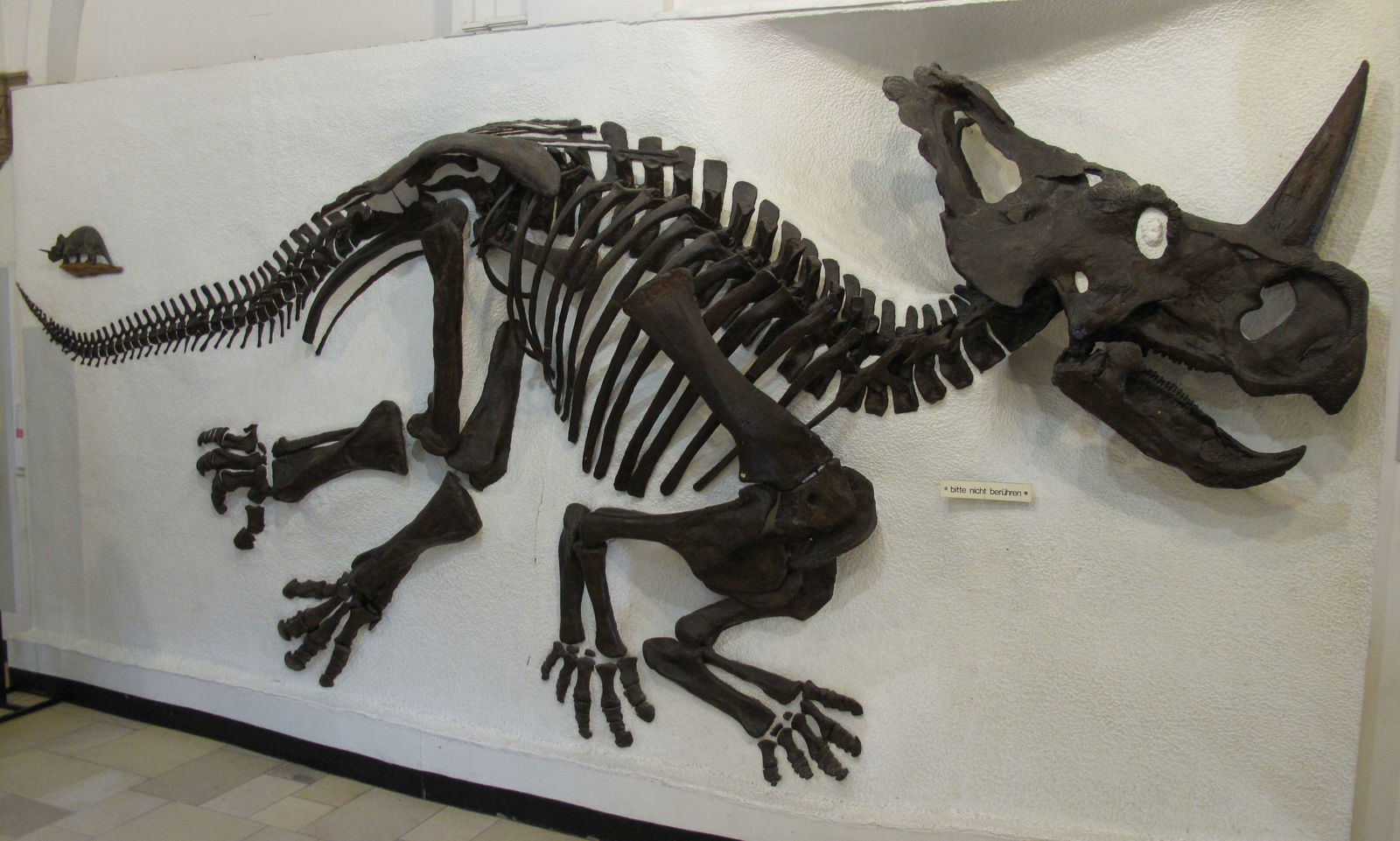 Paläontologische Museum Munchen