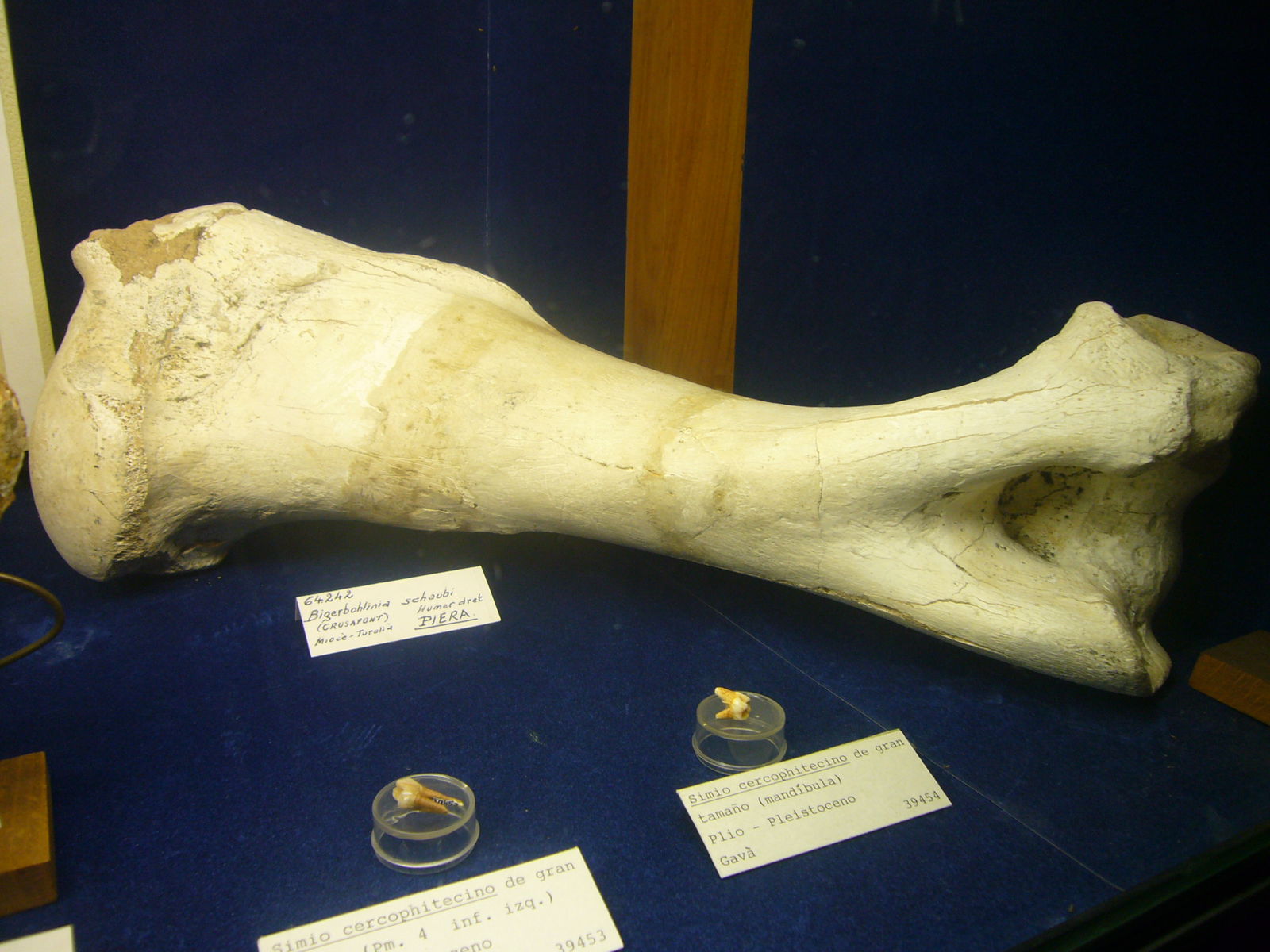 Museu Geologic del Seminari de Barcelona