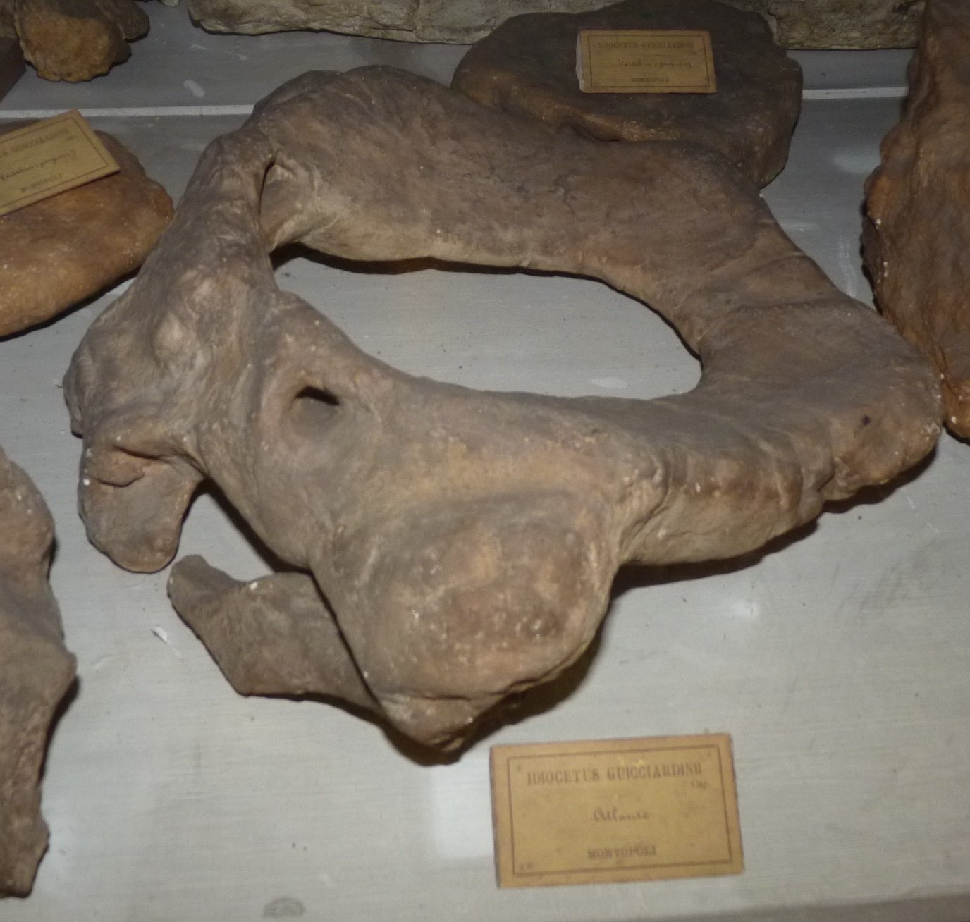 Museo Geologico Giovanni Capellini