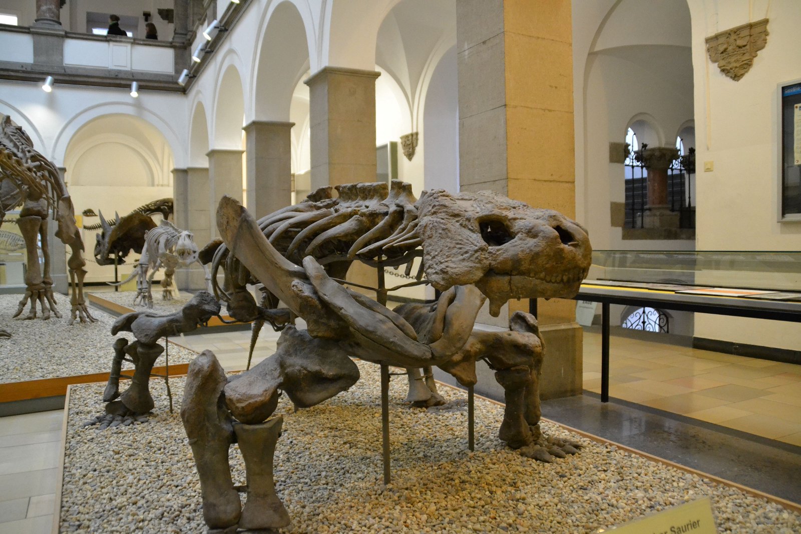 Paleontological Museum Munich