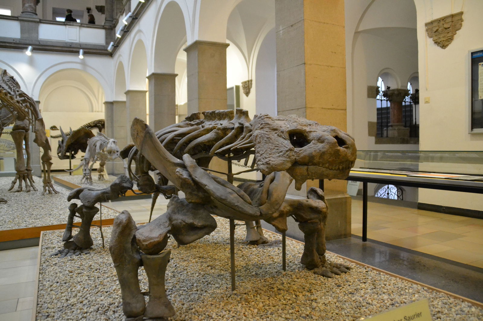 Paleontological Museum Munich