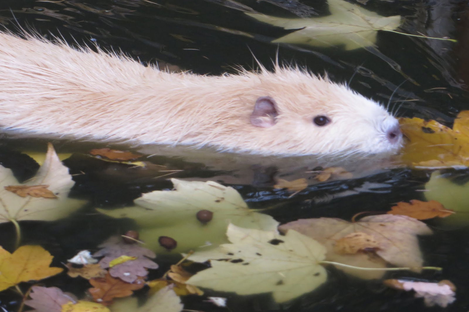 Bouillon Wildlife Park