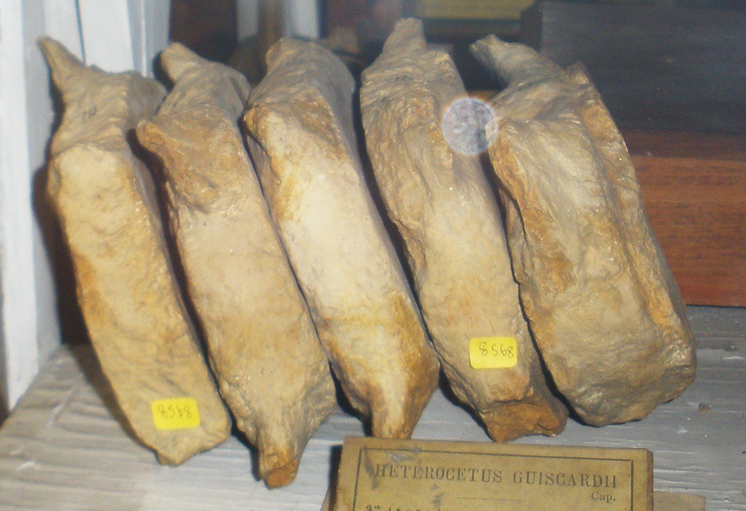 Museo Geologico Giovanni Capellini