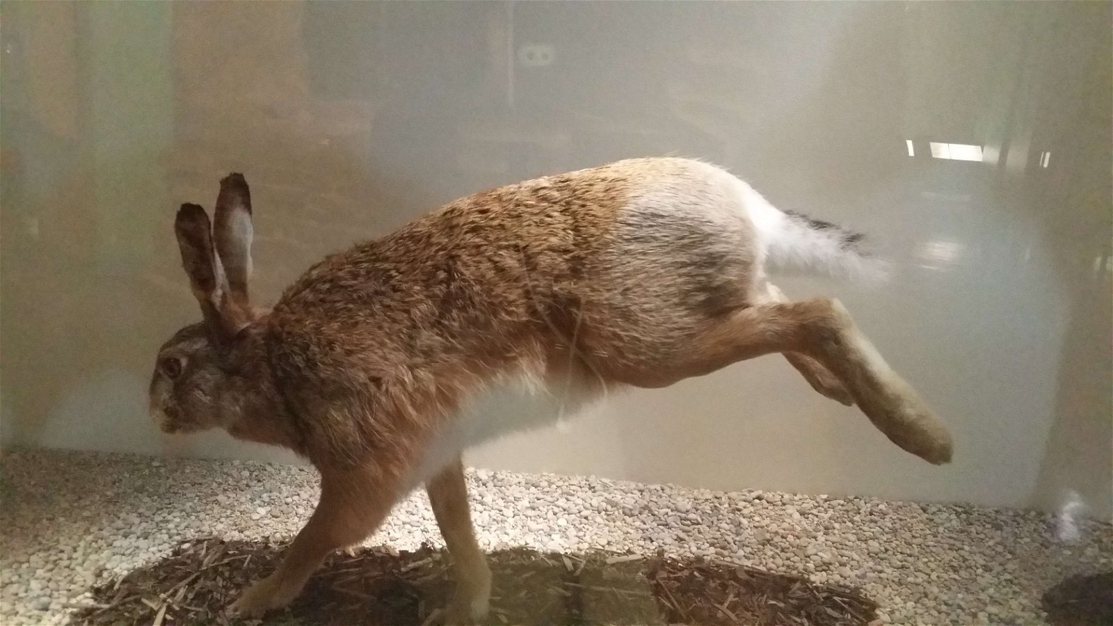 Swedish Museum of Natural History