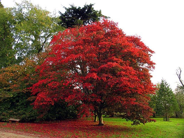 Westonbirt Arboretum