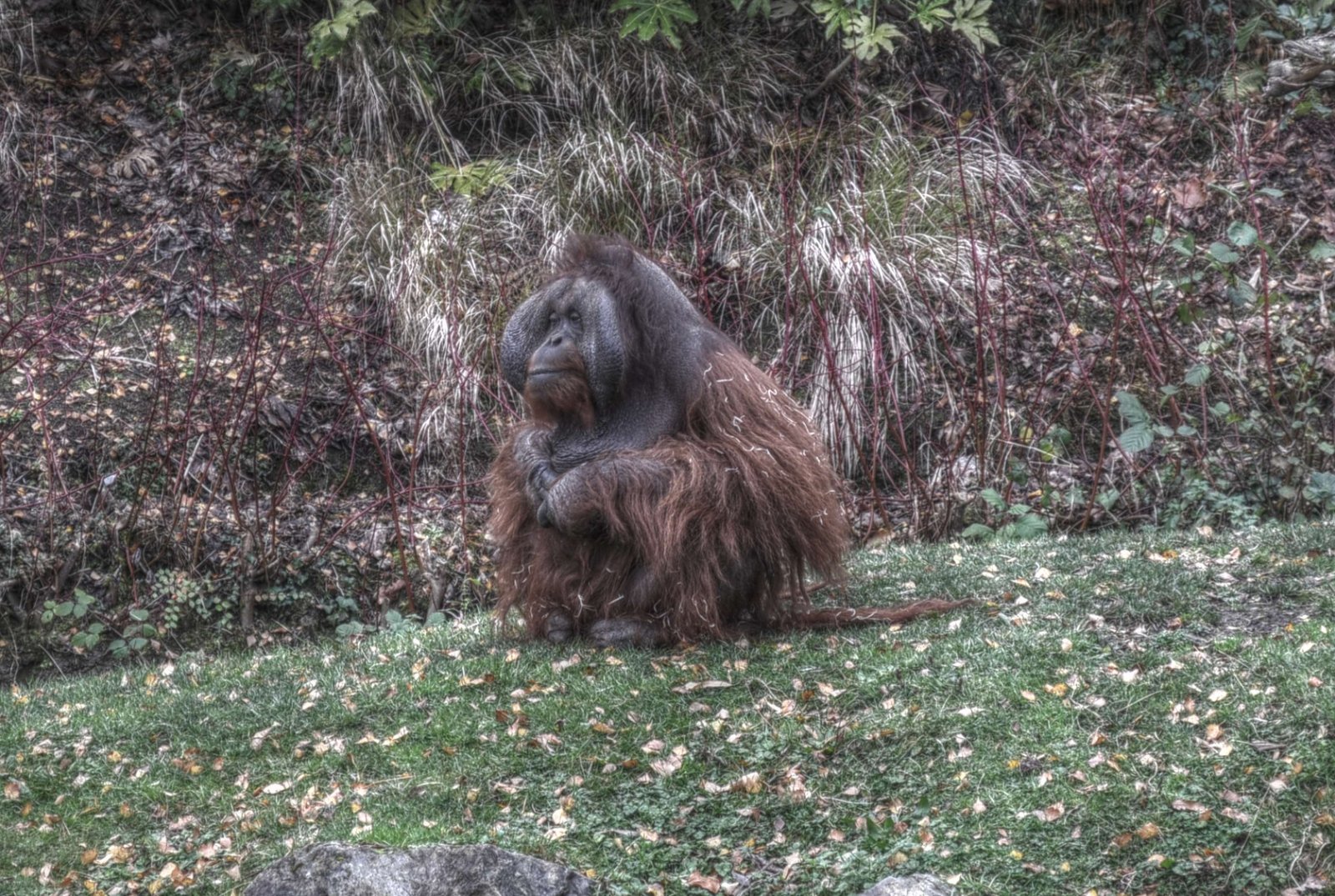 Dublin Zoo