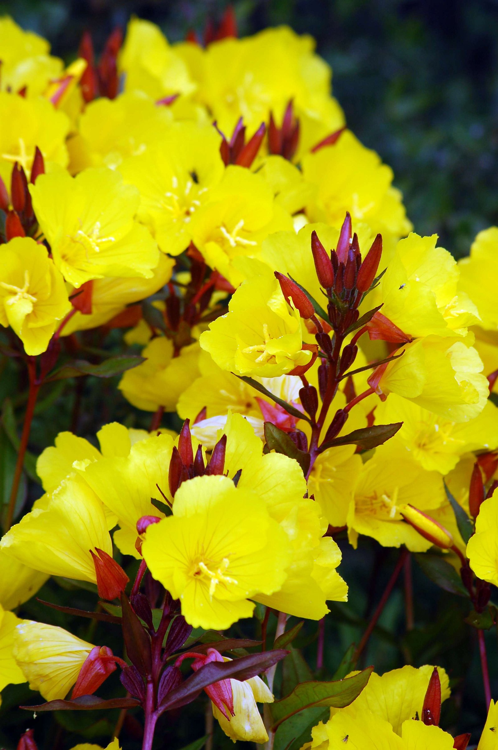 National Botanic Garden of Wales