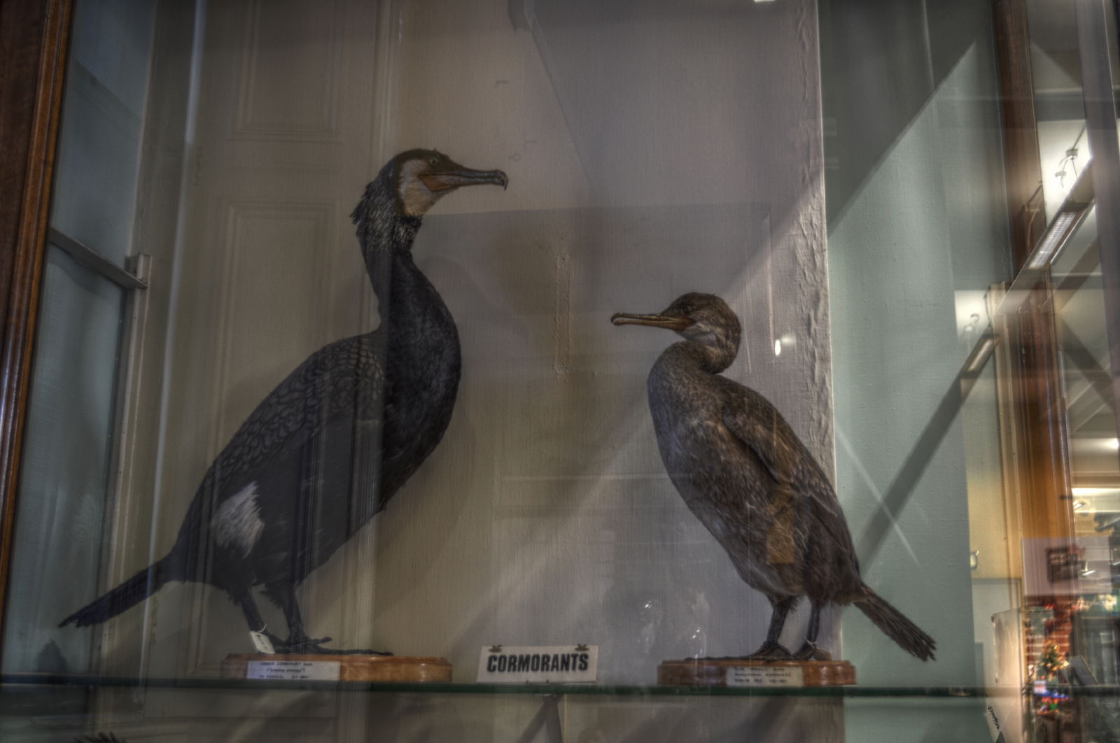 National Museum of Ireland, Merrion Street