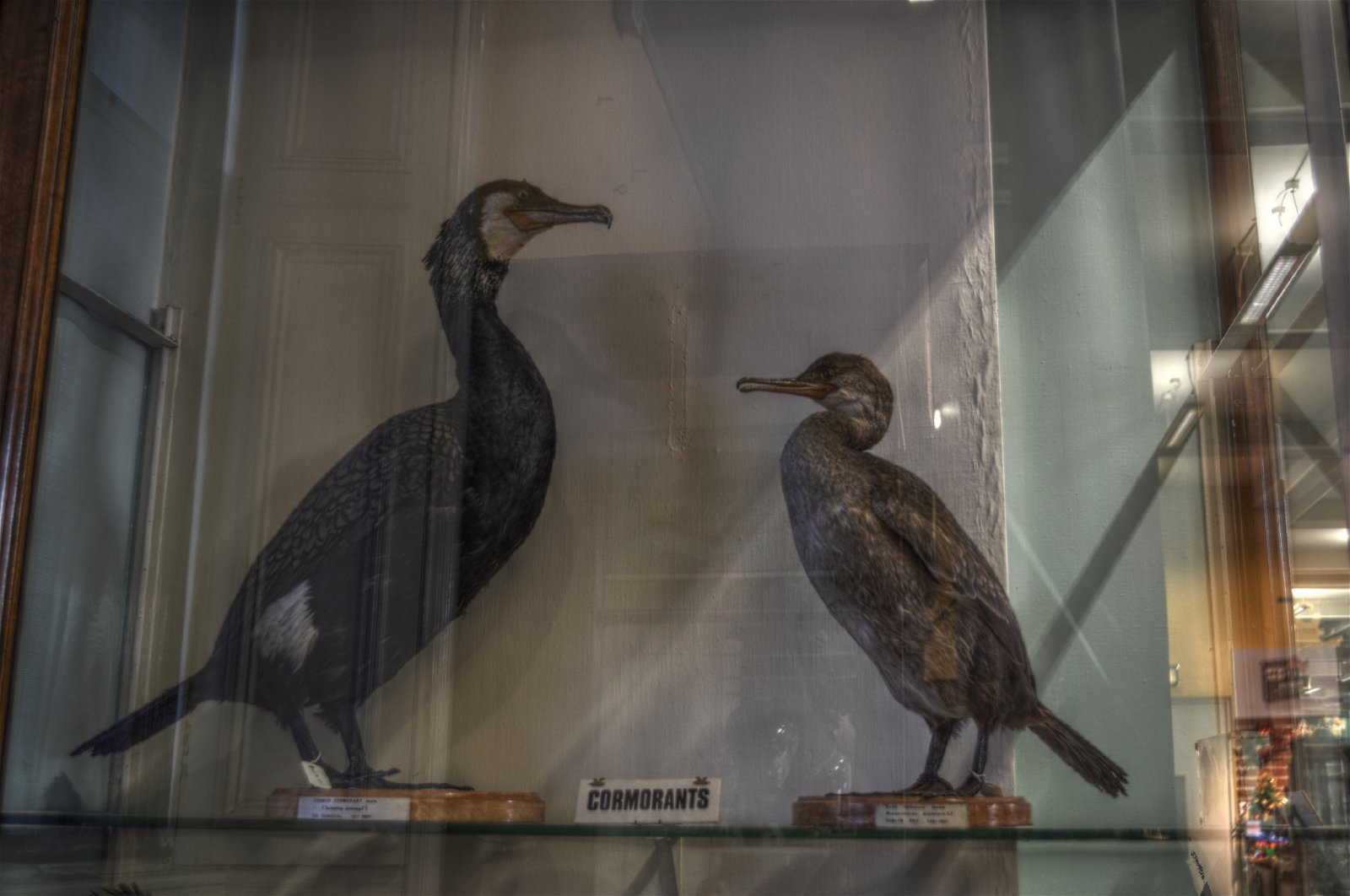 National Museum of Ireland - Natural History