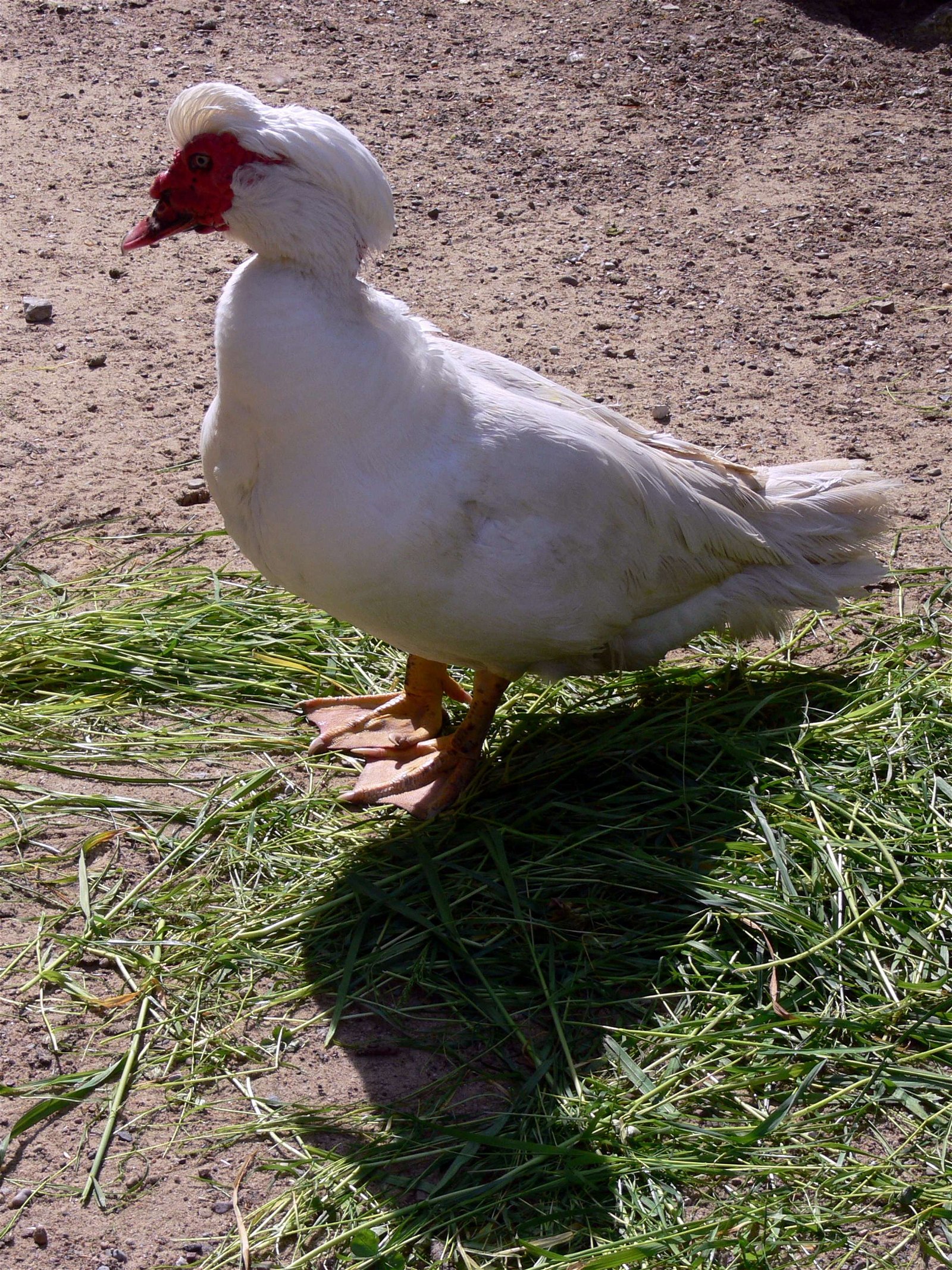 Heimat-Tierpark Olderdissen