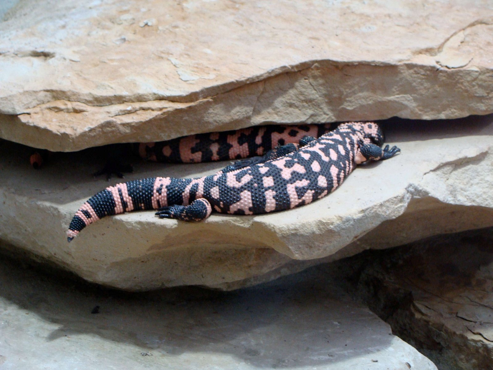 Berlin Zoological Garden