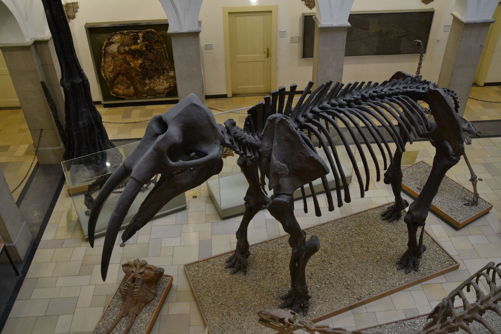 Paläontologische Museum Munchen