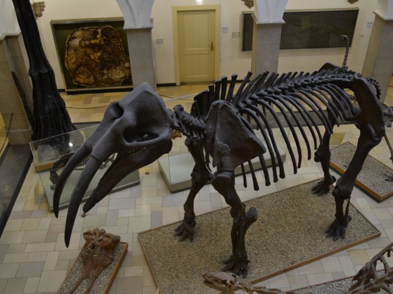 Paleontological Museum Munich