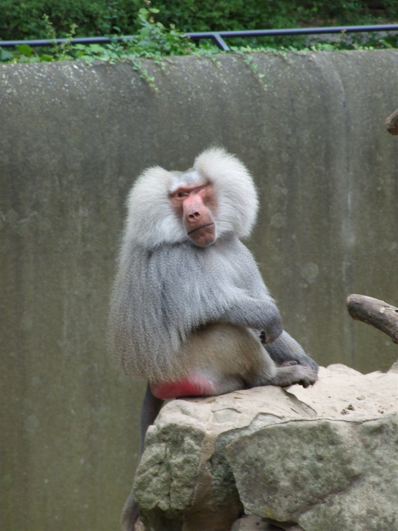 Berlin Zoological Garden