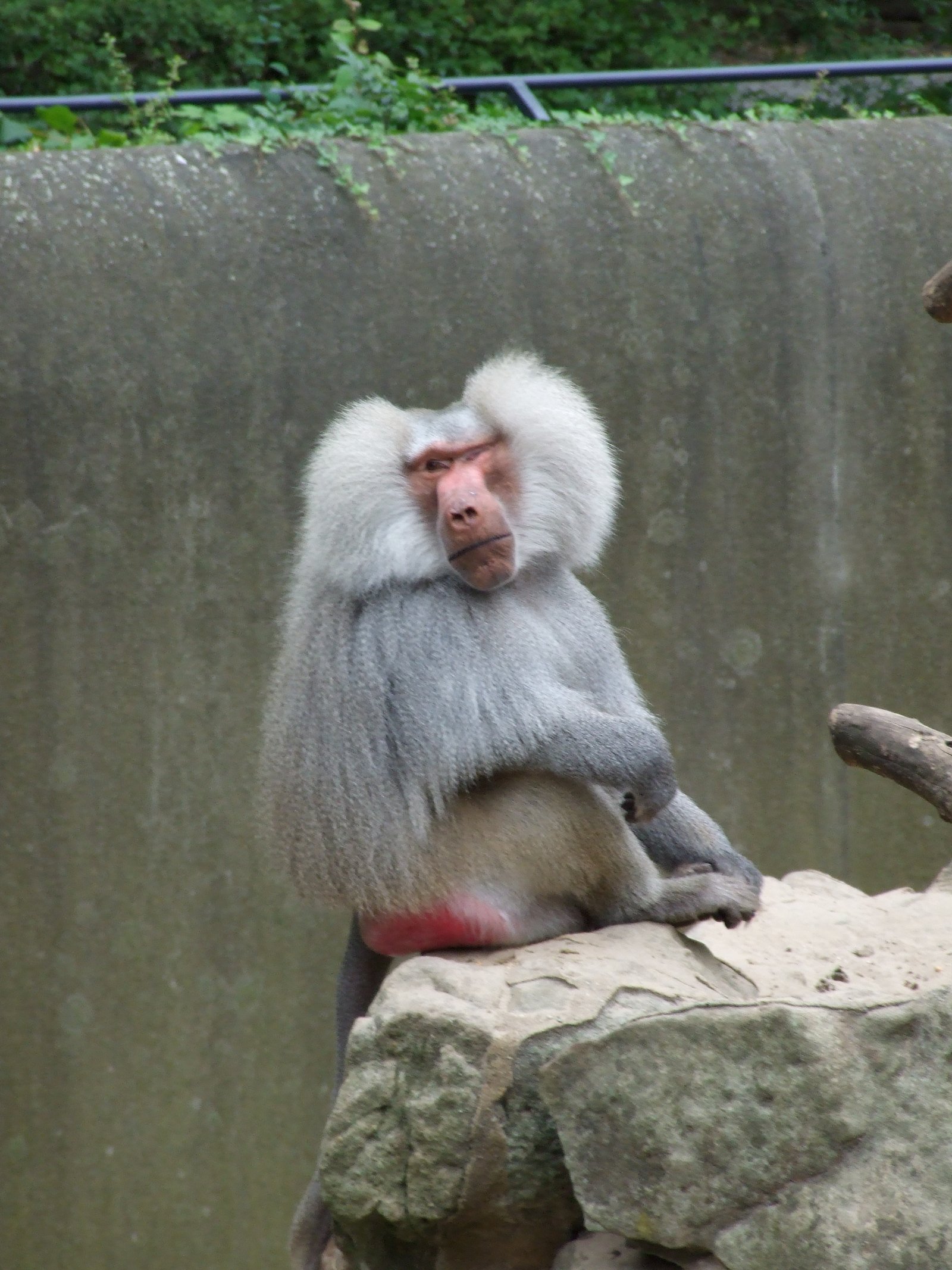 Berlin Zoological Garden