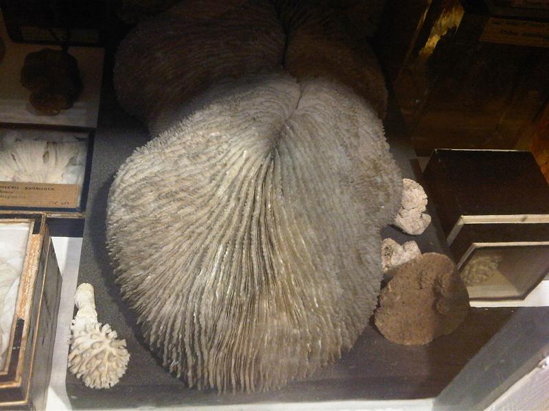 Grant Museum of Zoology