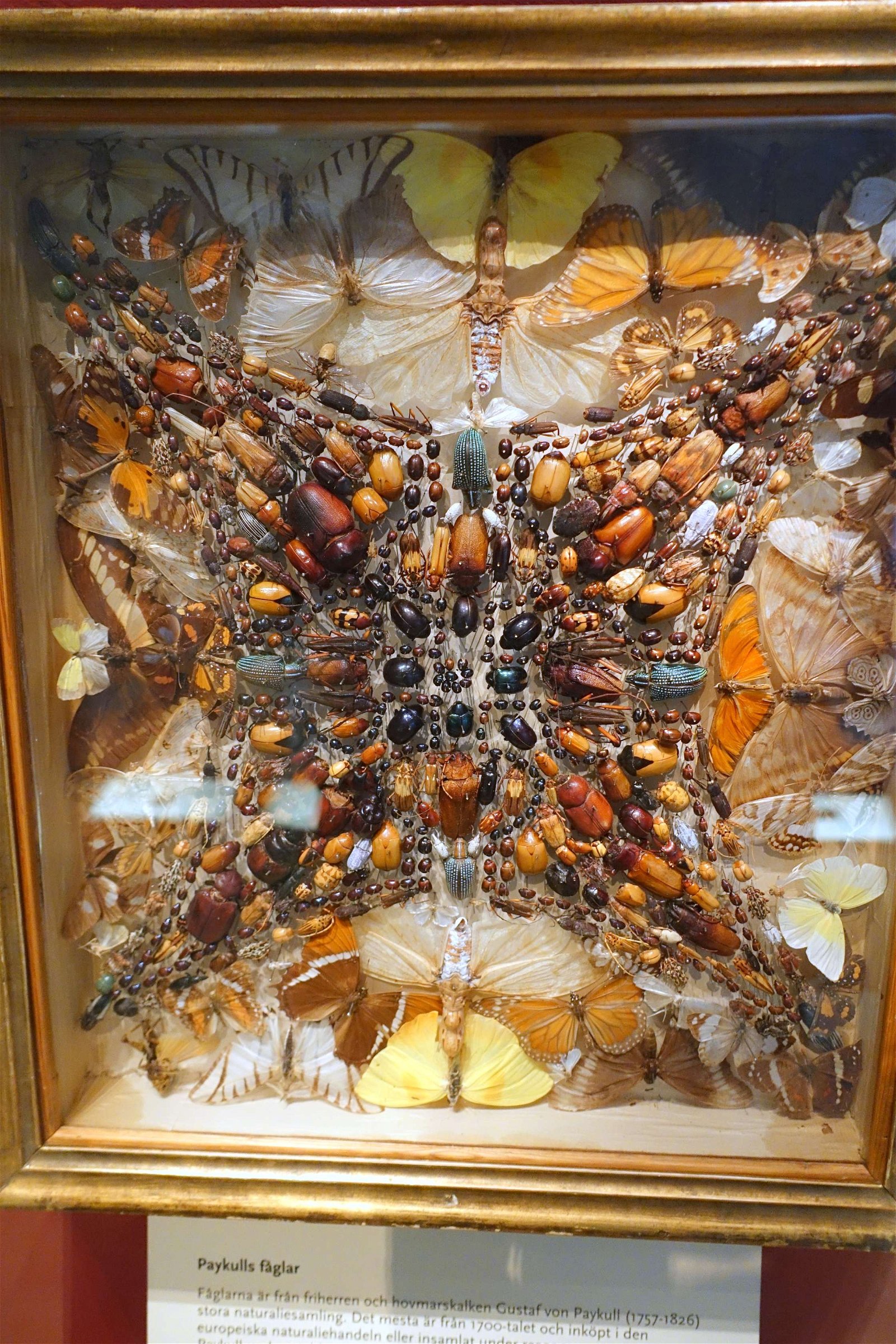 Swedish Museum of Natural History