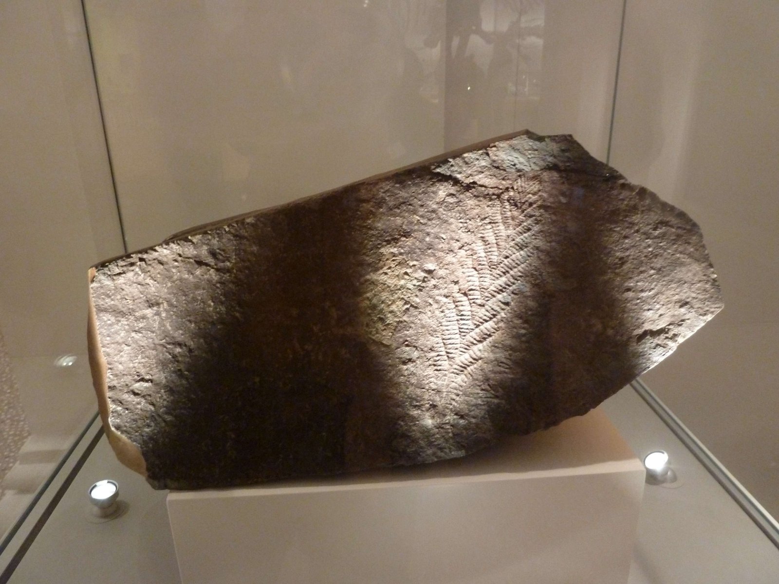 New Walk Museum and Art Gallery