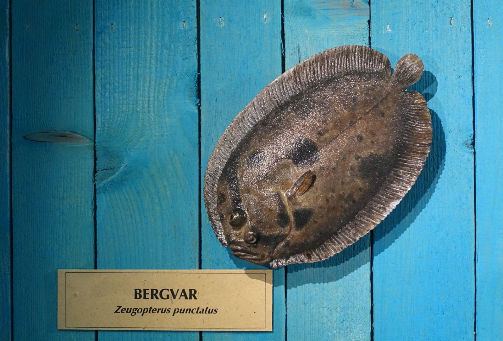 Swedish Museum of Natural History