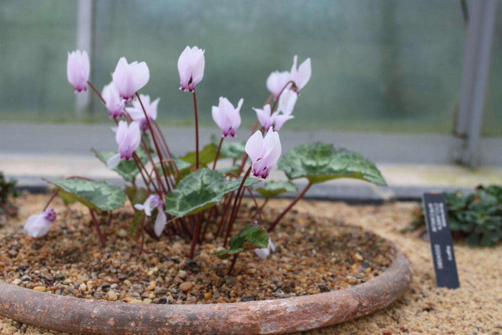 Orto botanico di Oxford