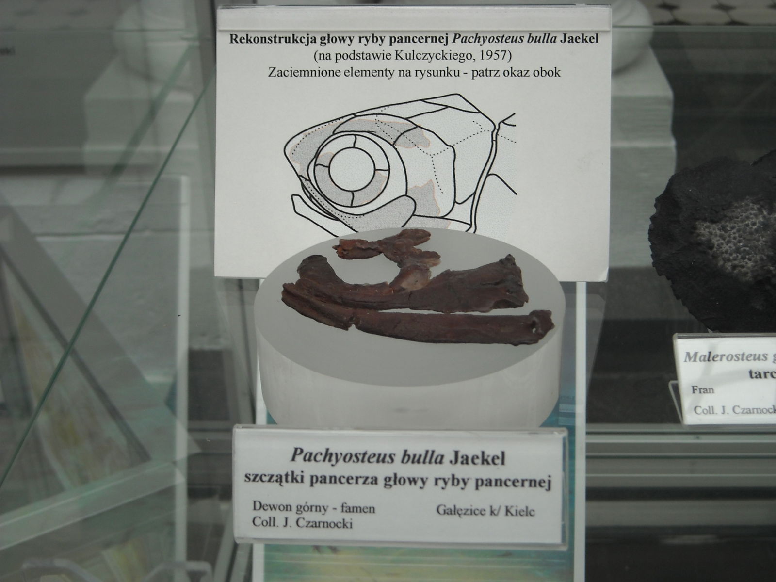 Geological Museum of the Polish Geological Institute