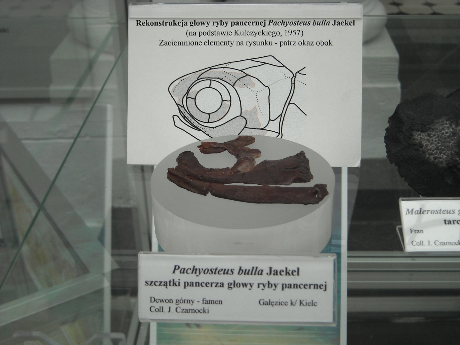 Geological Museum of the Polish Geological Institute