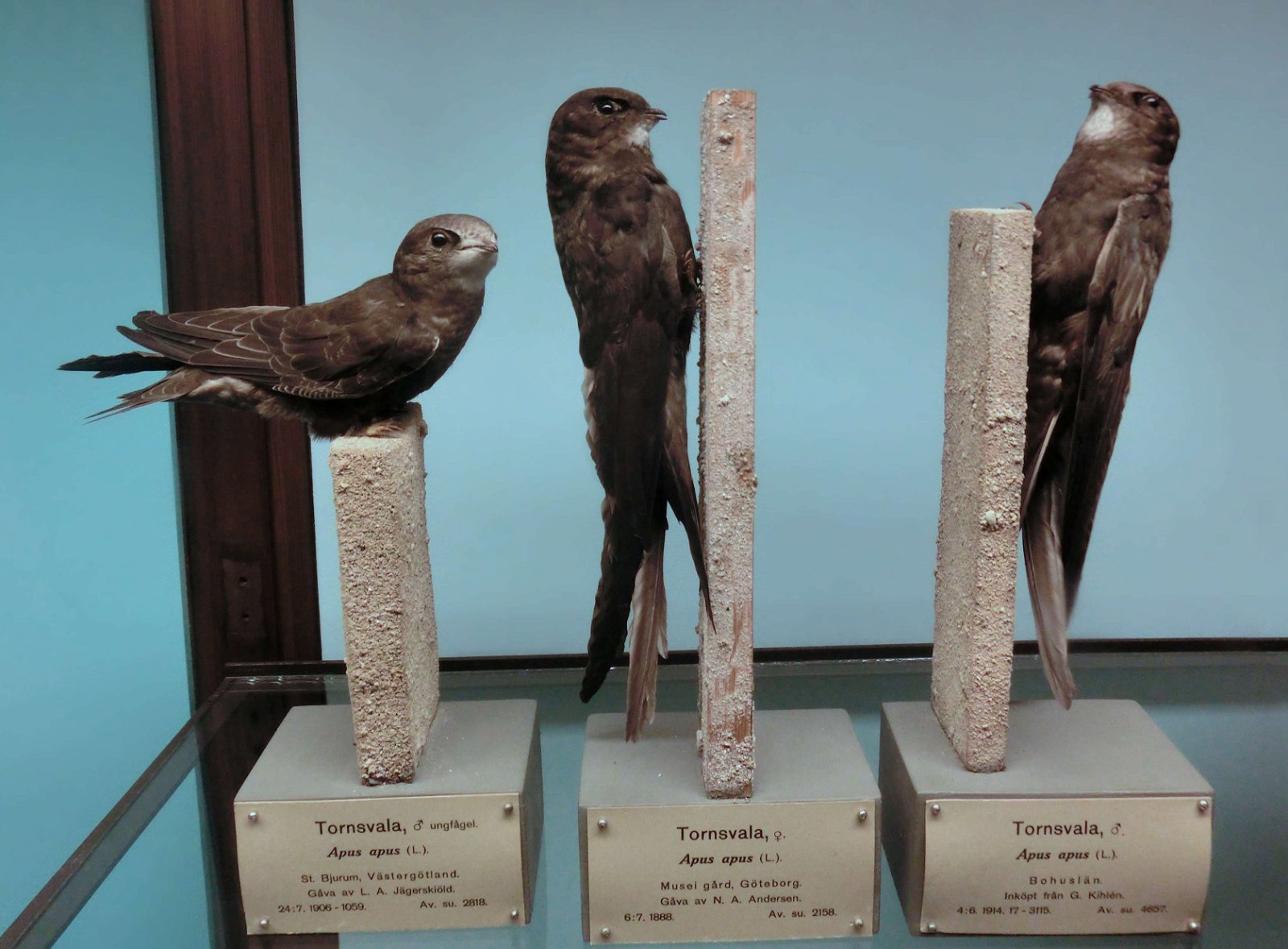 Göteborg Natural History Museum