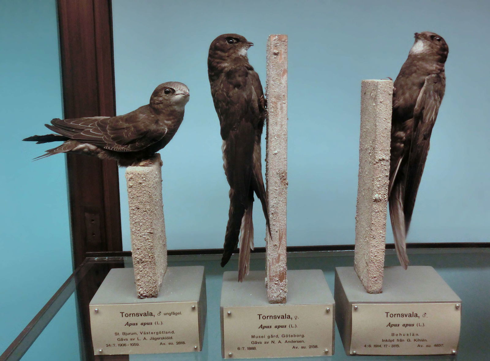 Göteborg Natural History Museum