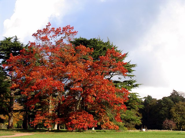 Westonbirt Arboretum
