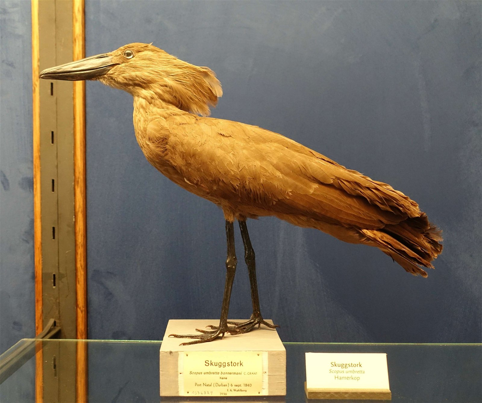 Swedish Museum of Natural History