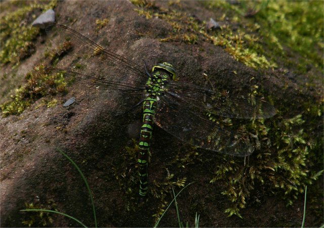 Ness Botanic Gardens