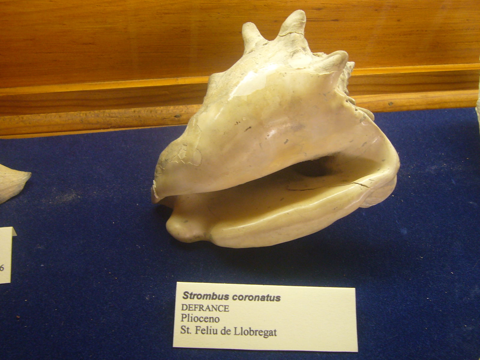 Museu Geologic del Seminari de Barcelona