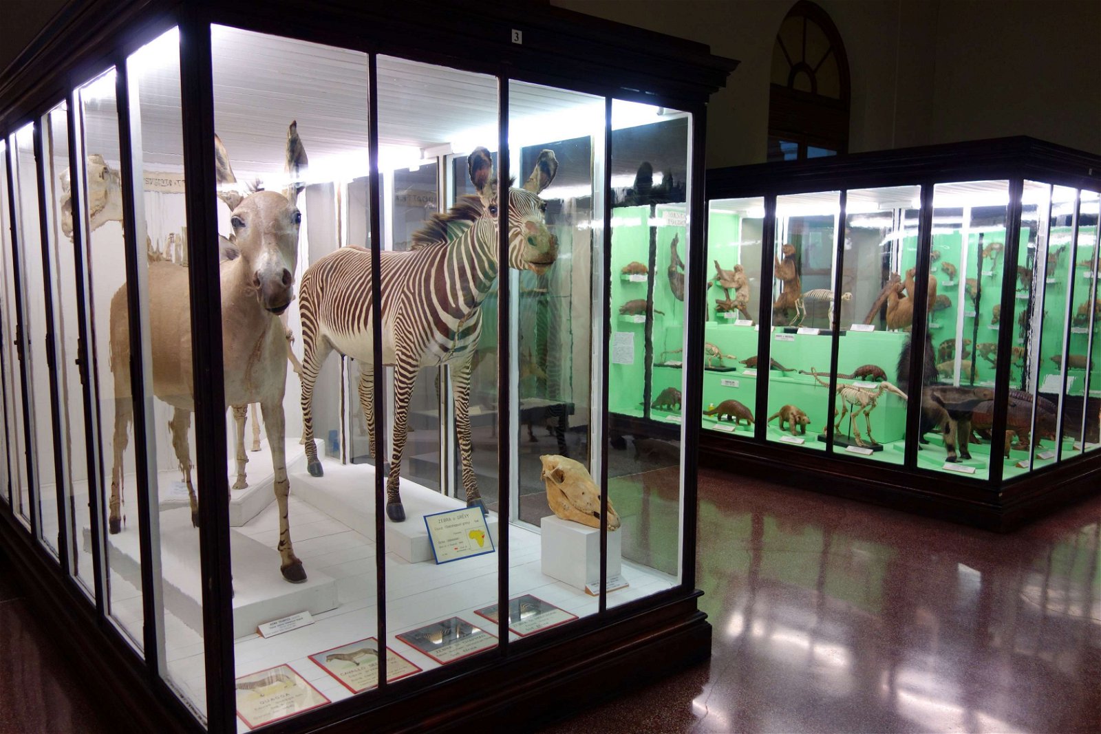 Museo Civico di Storia Naturale Giacomo Doria