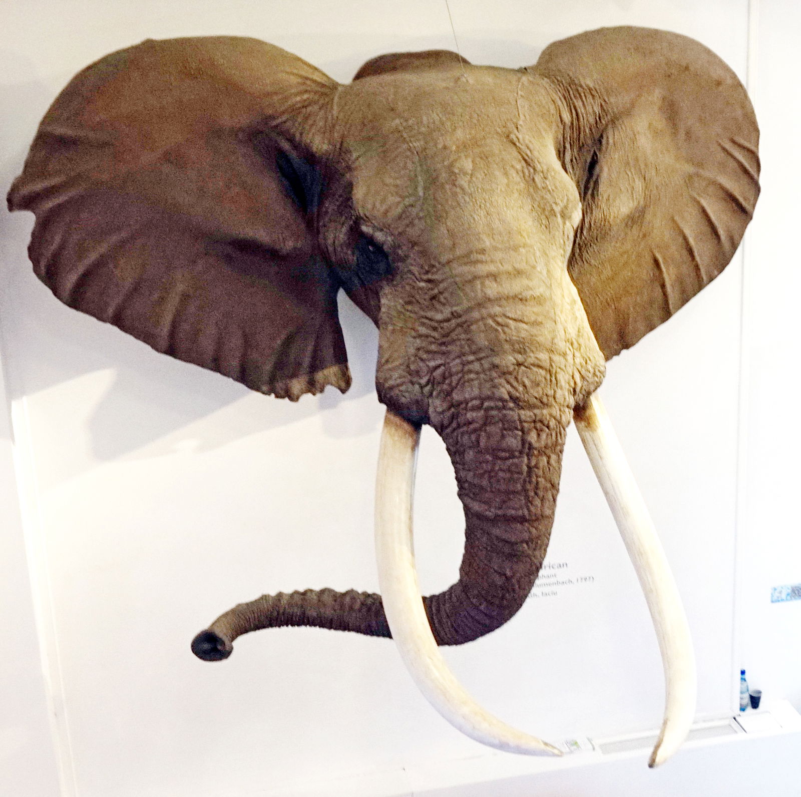 Grigore Antipa National Museum of Natural History