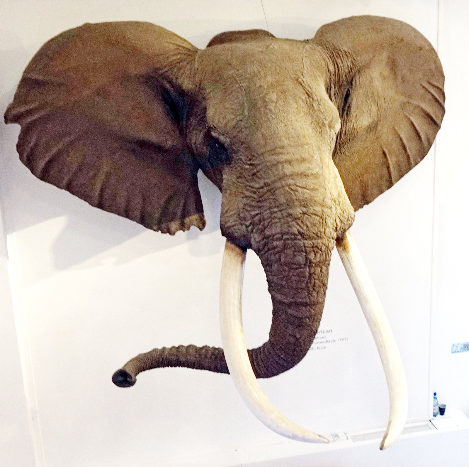 Grigore Antipa National Museum of Natural History