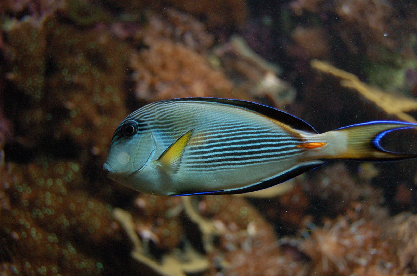 Aquarium de la Porte Dorée