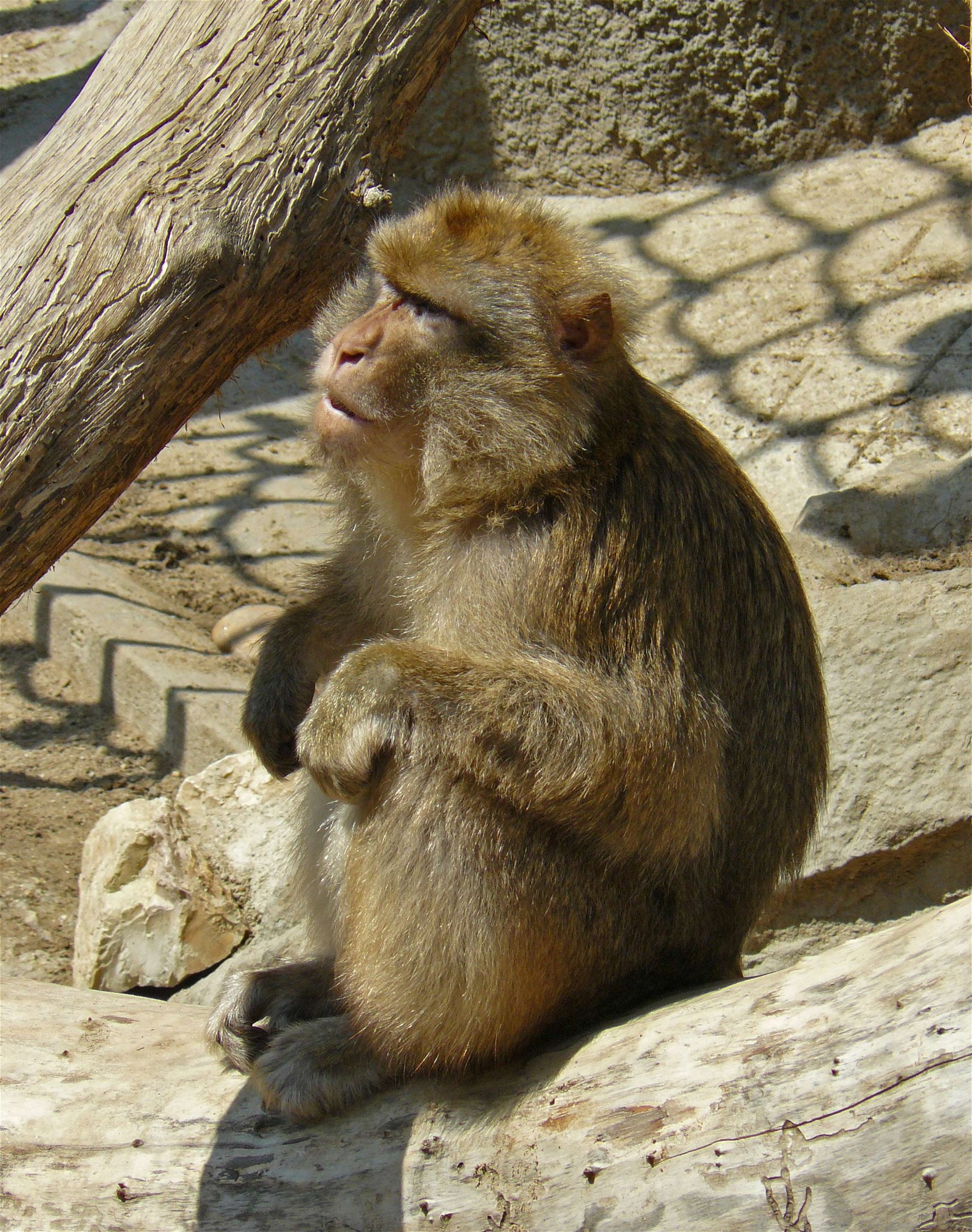 Budapest Zoo and Botanical Garden