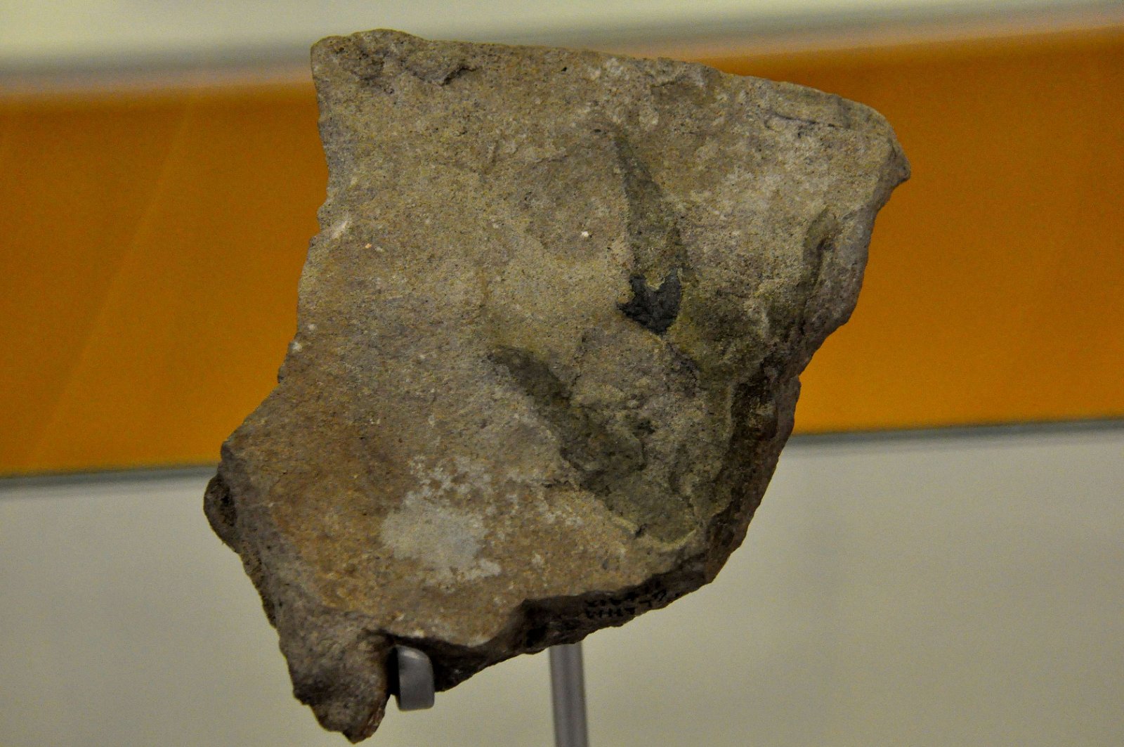 The Hunterian Museum and Art Gallery