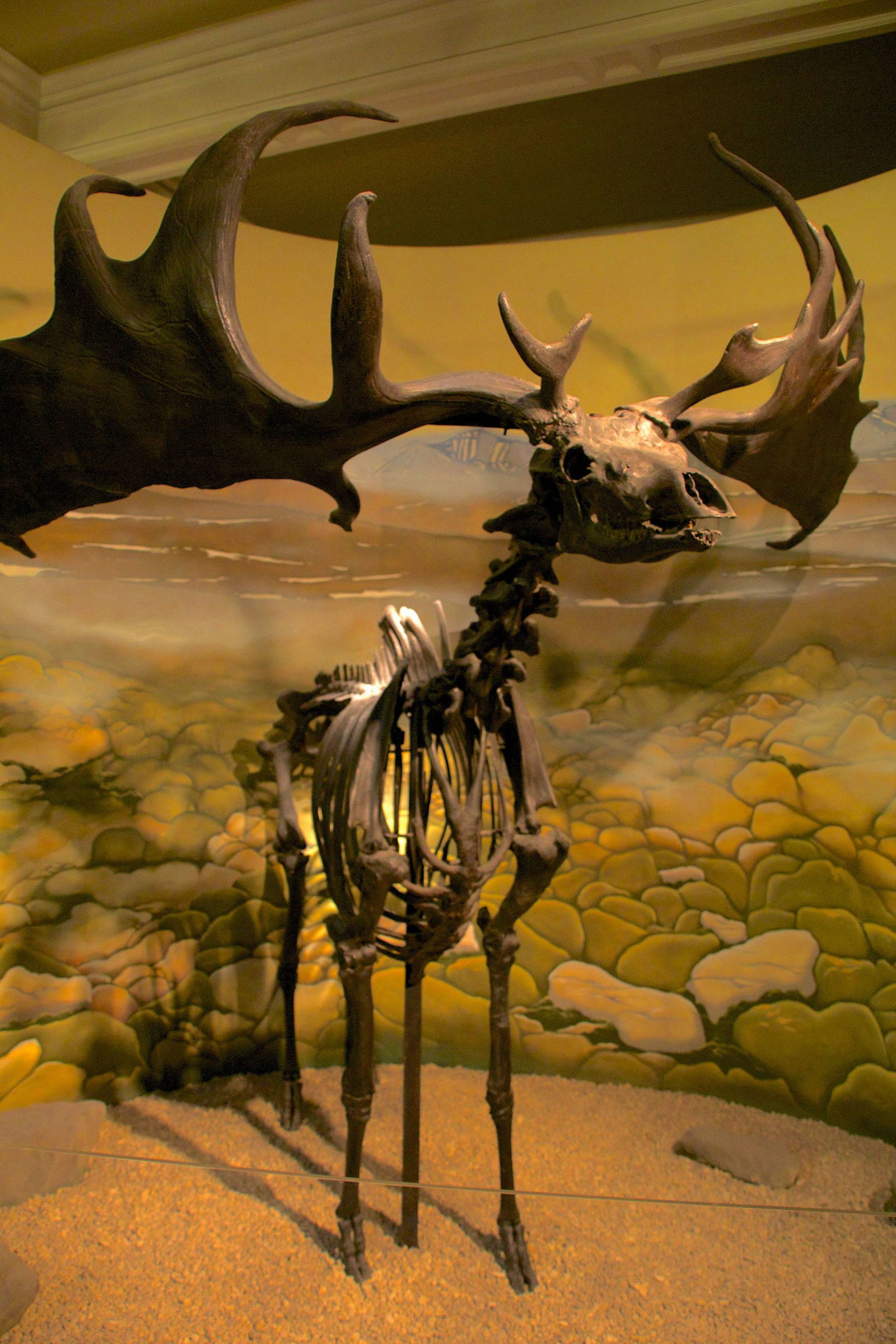 Bristol Museum & Art Gallery