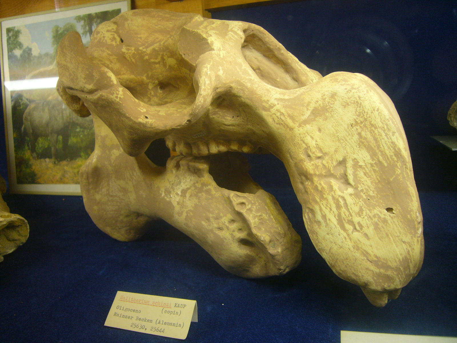 Museu Geologic del Seminari de Barcelona