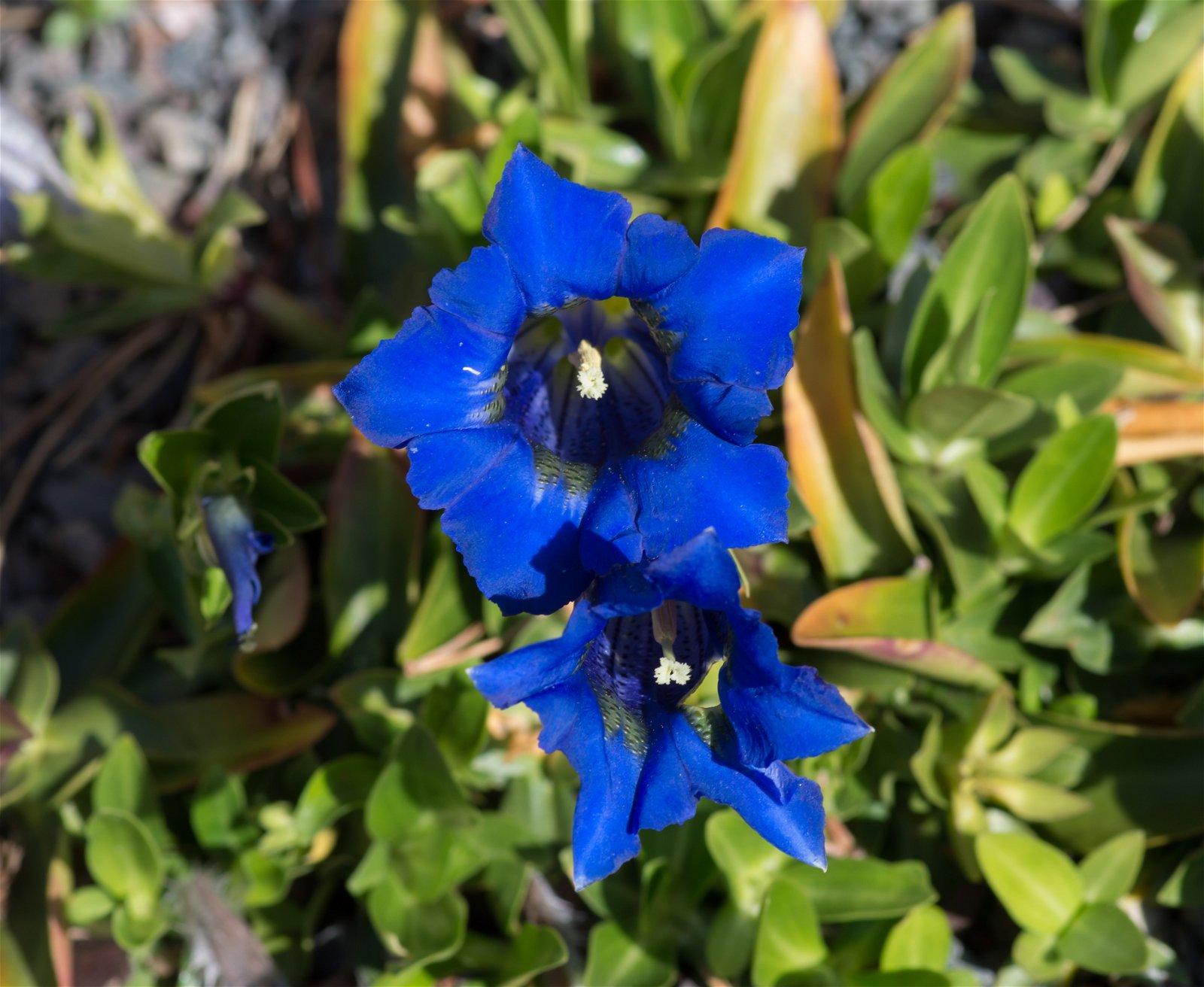 Royal Botanic Gardens, Kew