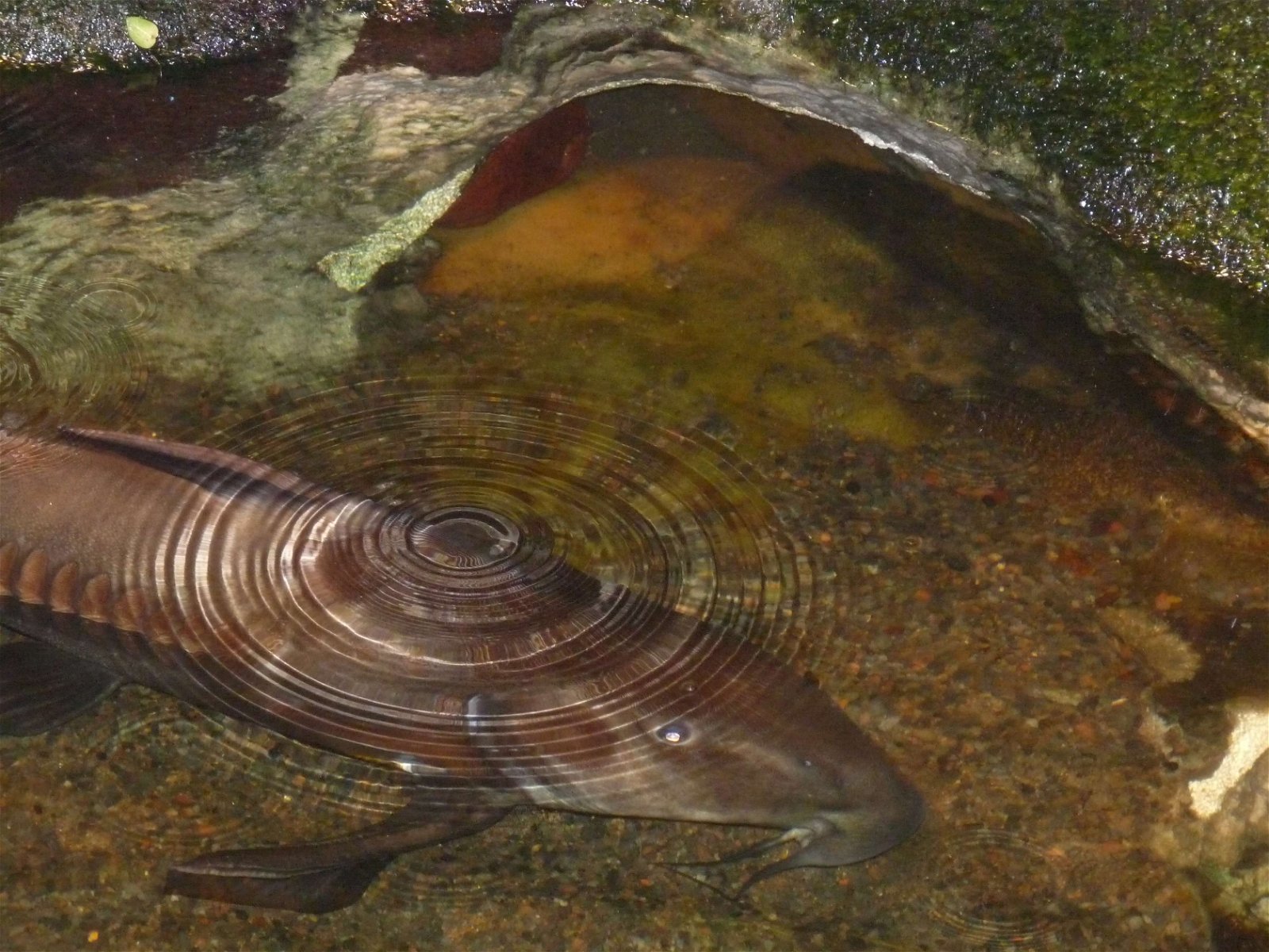 Aquaria Water Museum