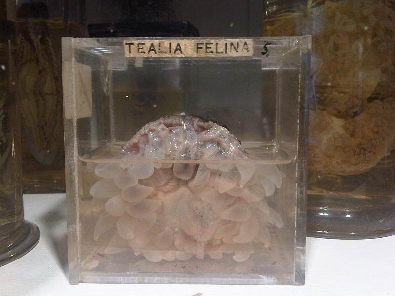 Grant Museum of Zoology