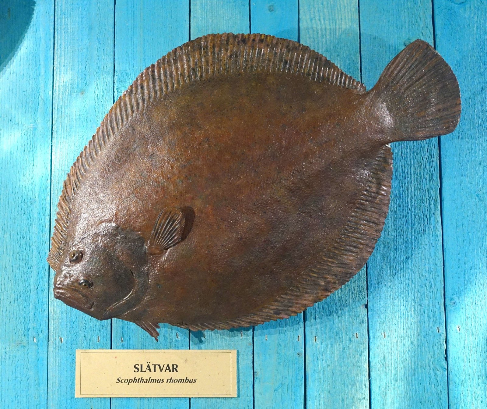 Swedish Museum of Natural History