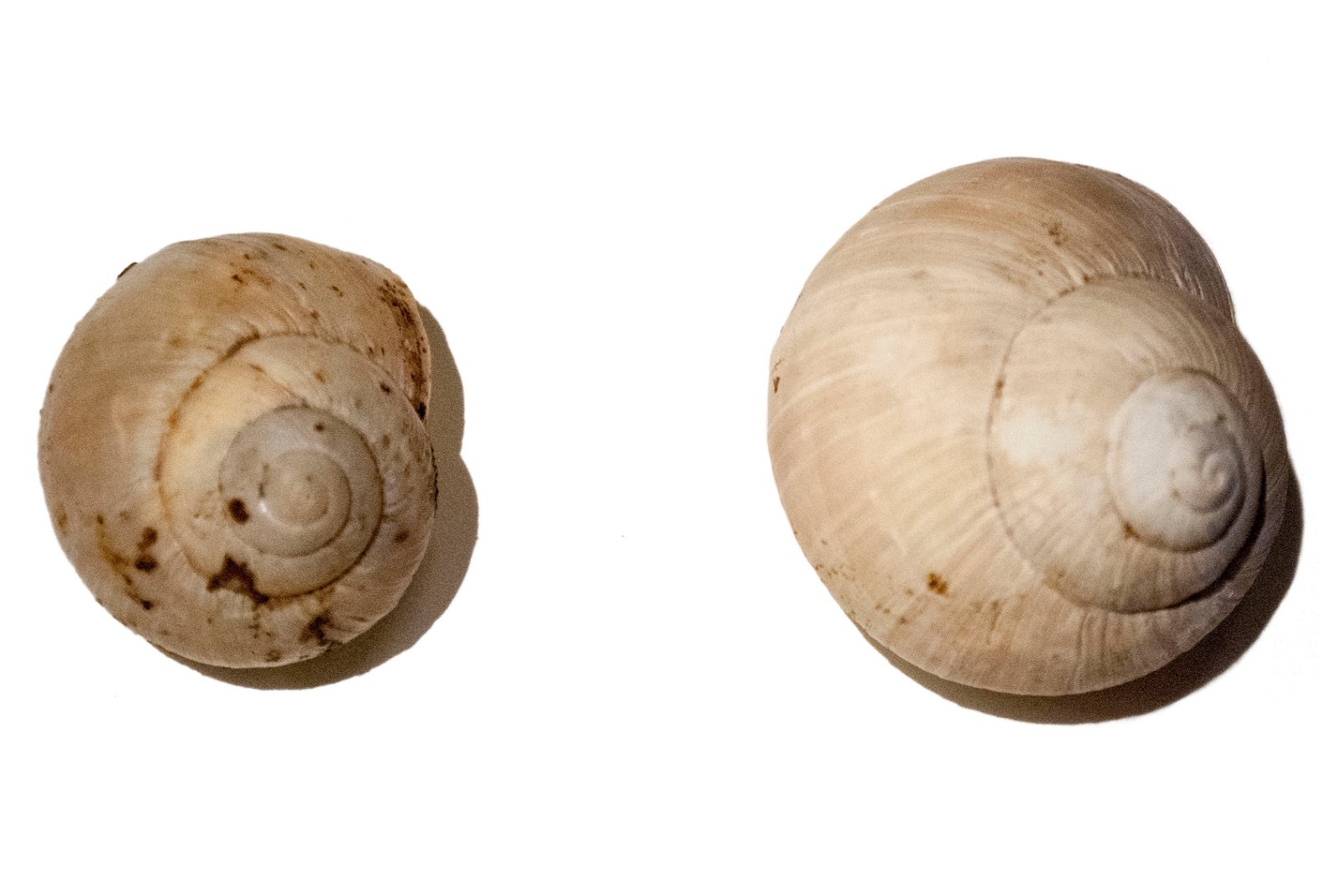 Roman Museum at the Hoher Markt