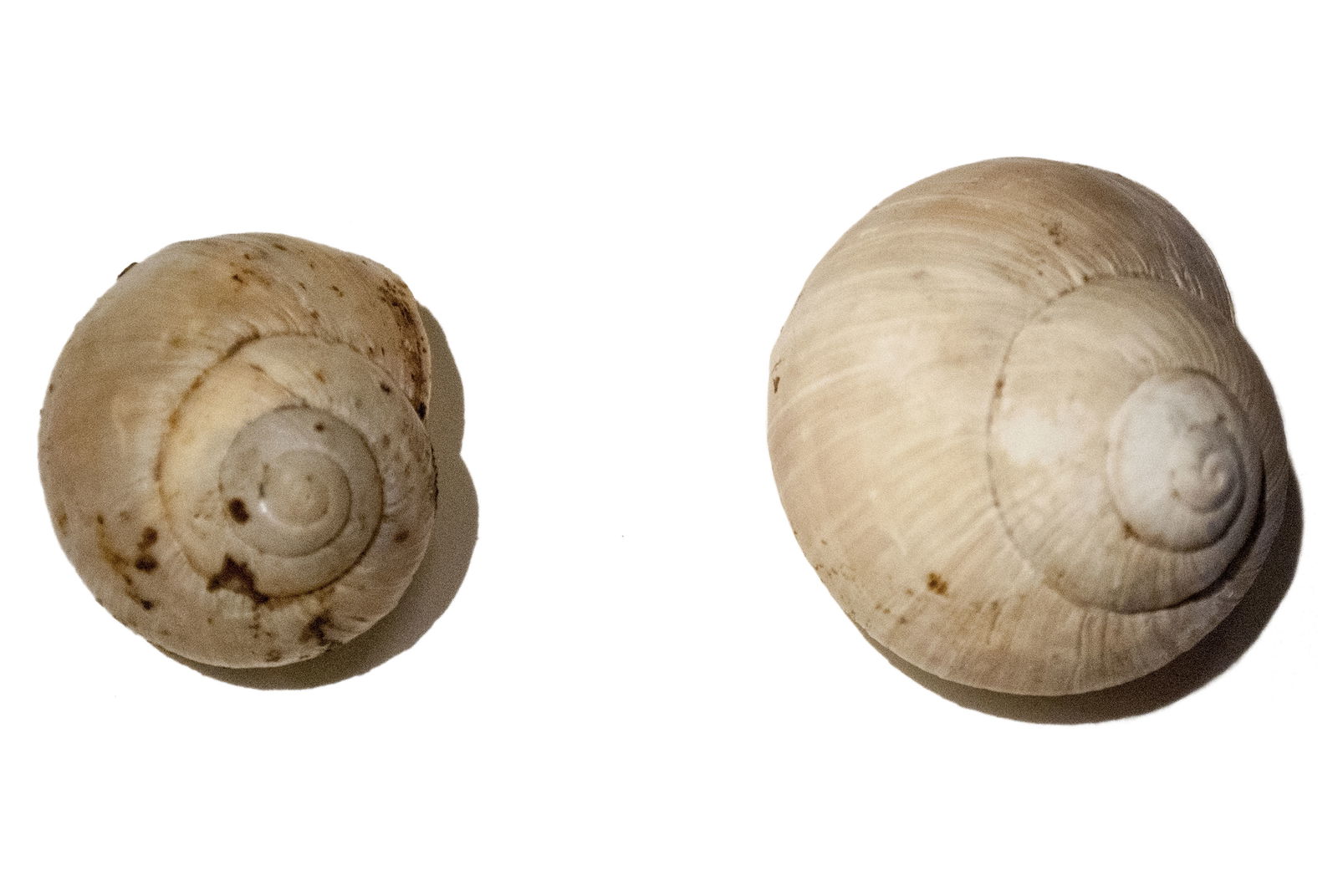 Römermuseum Wien - Wien Museum