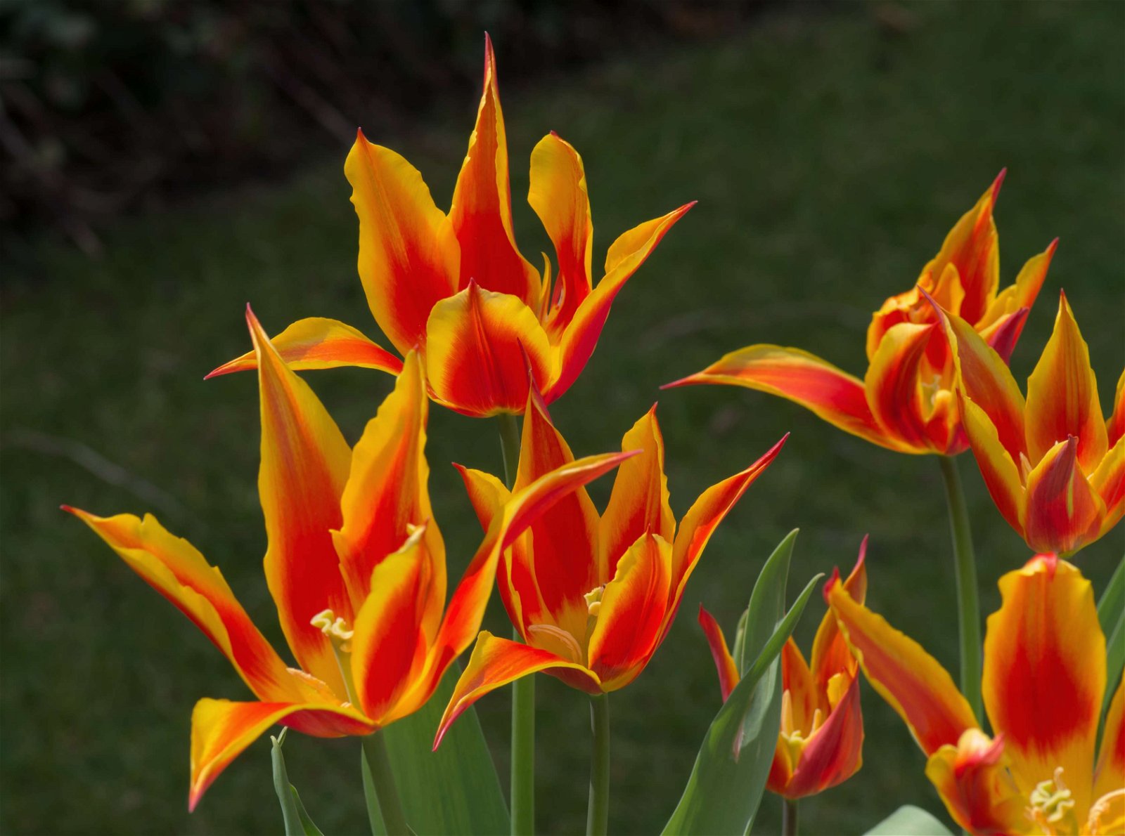 Stewart's Burnby Hall Gardens and Museum